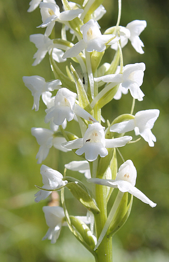 Gymnadenia conopsea - albino, Tauplitzalm.
