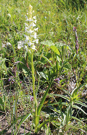 Gymnadenia conopsea - albino, Tauplitzalm.