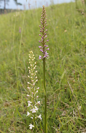 Gymnadenia conopsea - albino, district Heidenheim.