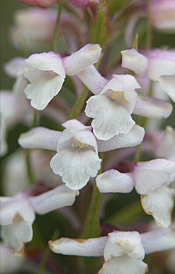 hypochromic Gymnadenia conopsea, Grödner-Joch.