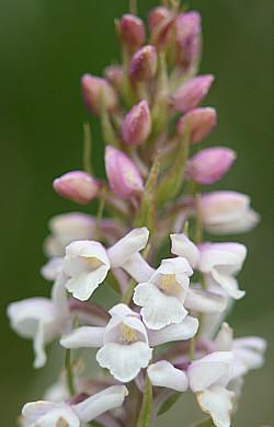 Hypochrome Gymnadenia conopsea, Grödner-Joch.