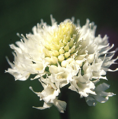 Traunsteinera globosa - albino, Vela Ucka.