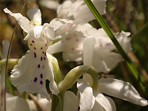 Hypochrome Orchis ichnusae, Ussassai.