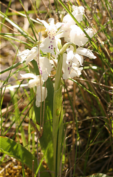 hypochromic Orchis ichnusae, Ussassai.