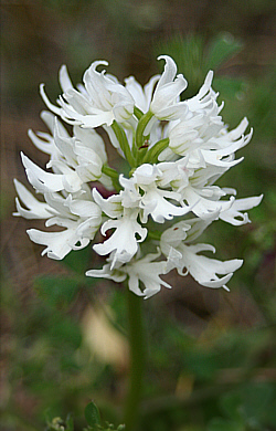 Orchis italica - albino, Laerma.