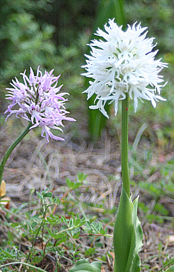 Orchis italica - albino, Laerma.