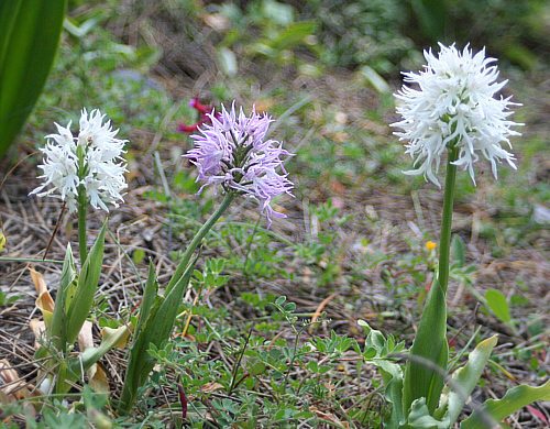 Orchis italica - albino, Laerma.