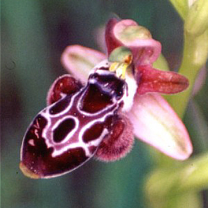 hyperchromic Ophrys kotschyi, Tochni.