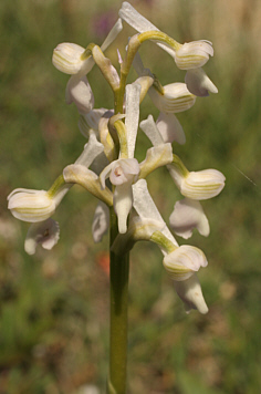 Hypochrome Orchis longicornu, bei Ortuabis.