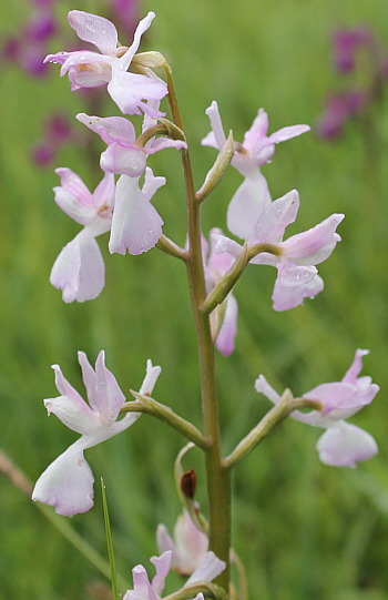 hypochromic Orchis laxiflora, Pizzone.