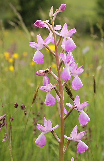 hypochromic Orchis laxiflora, Pizzone.