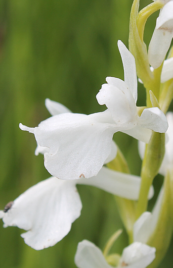 Orchis palustris - albino, district Rosenheim.