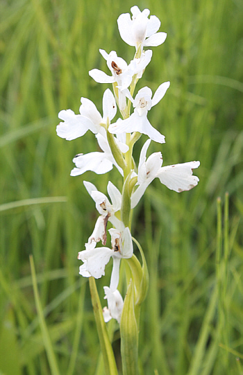 Orchis palustris - Albino, Landkreis Rosenheim.