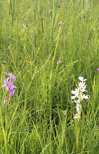 Orchis palustris - Albino, zusammen mit normal gefärbten Exemplaren.