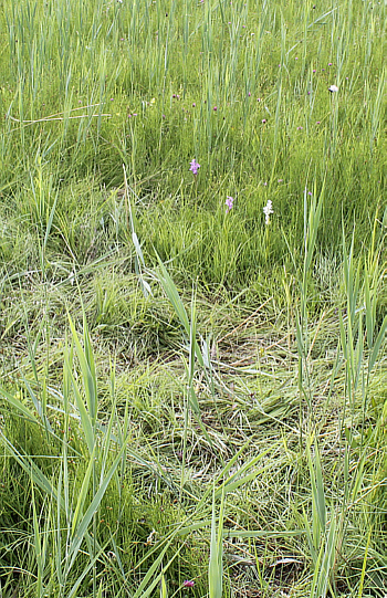 An unpleasant excess of ‘nature lovers’. The area around the albino herum looks like it has been visited by a mob of wild boars!