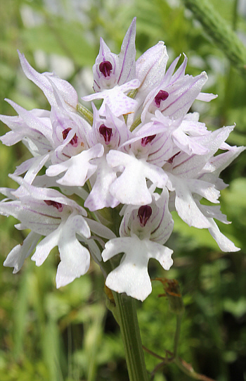 hypochromic Orchis tridentata, Cervaro.