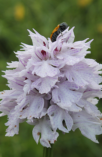 hypochromic Orchis tridentata, Cervaro.