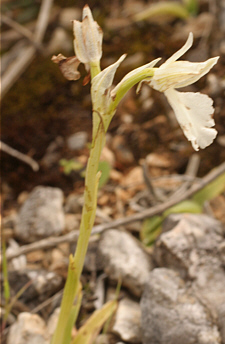 Hypochrome Orchis longicornu, Ispignoli.