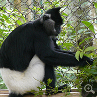 A Delacour’s langur (Trachypithecus delacouri) in EPRC. Photo: S. Elser.