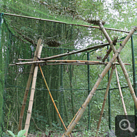 A 'reintroduction cage'. In that was an originally from the EPRC originating Delacour’s langur for 48 hours habituated to its new home and then released permanently.