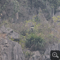 Endlich! Mein erster wildlebender Delacourlangur.