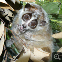 Zwerglori (Nycticebus pygmaeus). Für ein nachtaktives Tier typisch sind die großen Augen. Foto: S. Elser.