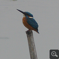You see such kingfishers every few minutes. Less frequent is a substantial greater and still more colourful species. Photo: S. Elser.