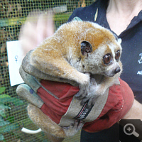 Ein aus einer illegalen Haltung als Haustier befreiter Zwerglori (Nycticebus pygmaeus). Foto: S. Elser.