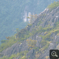 A limestone slope in the reserve with four wild Delacour's langurs. Photo: S. Elser.