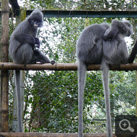 Ein vietnamesischer Phayre-Brillenlangur (Trachypithecus phayrei crepusculus) im EPRC. Foto: S. Elser.