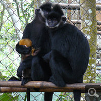 A Hatinh langur (Trachypithecus hatinhensis) in EPRC. Photo: S. Elser.