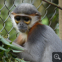 An in EPRC bred Red-shanked douc langur (Pygathrix nemaeus). Photo: S. Elser.