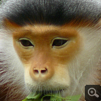 The Red-shanked douc langur (Pygathrix nemaeus) is an endangered primate species of Central Vietnam. Photo: S. Elser.