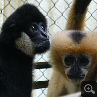 Ein Paar Südlicher Weißwangen-Schopfgibbons (Nomascus siki) im EPRC. Das Männchen ist schwarz, das Weibchen gelb. Foto: S. Elser.