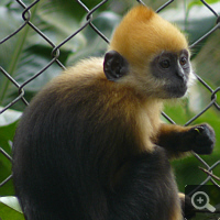 Ein junger Cat-Ba-Langur (Trachypithecus poliocephalus) im EPRC. Foto: S. Elser.