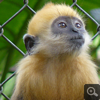 In freier Wildnis leben noch ungefähr 50 Cat-Ba-Languren (Trachypithecus poliocephalus). Damit gehört diese Art zu den seltensten Primatenarten weltweit. Foto: S. Elser.