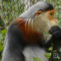 A Black-shanked douc langur (Pygathrix nemaeus) in EPRC. Photo: S. Elser.