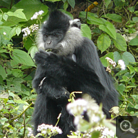 Ein wieder ausgewildeter Panda-Langur (Trachypithecus delacouri). Am Hals sehen sie das Funkhalsband, mit dem das Tier für bis zu ein Jahr nachverfolgt wird. Foto: S. Elser