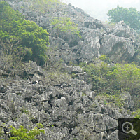 A group of wild Delacour’s langurs (Trachypithecus delacouri) in Van Long Nature Reserve. This species belongs to the 25 world’s most endangered primates. Photo: S. Elser.