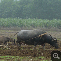 Not anywhere Vietnam’s economic upturn has arrived. Especially in the back country water buffaloes are still in wide use. Photo: S. Elser.