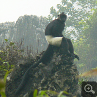 Ein freilebender Delacour-Schwarzlangur (Trachypithecus delacouri). Foto: S. Elser.