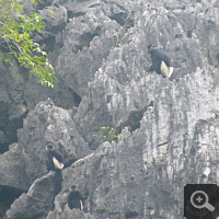 A group of wild Delacour's langurs (Trachypithecus delacouri) in Van Long Nature Reserve. Photo: S. Elser.