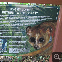 Eine Infotafel im Dao Tien zu Zwerglori (Nycticebus pygmaeus).