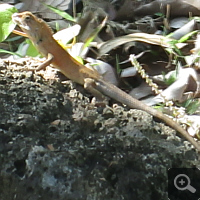 Eine Eidechse im Cat Tien National Park.