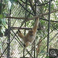 In Dao Tien Endangered Primate Species Centre are especially Yellow-cheeked gibbons (Nomascus gabriellae), here a female, prepared for a reintroduction.
