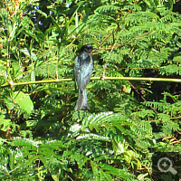 Ein Vogel im Cat Tien National Park.