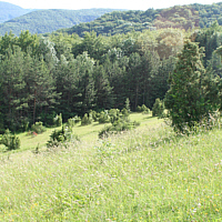 Juniper heath near Göppingen.