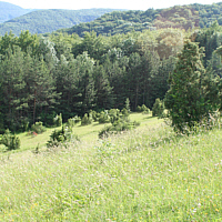 Wacholderheide bei Göppingen