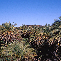 Palmenstrand Vai Kreta