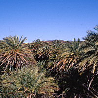 Palm beach near Vai, Crete